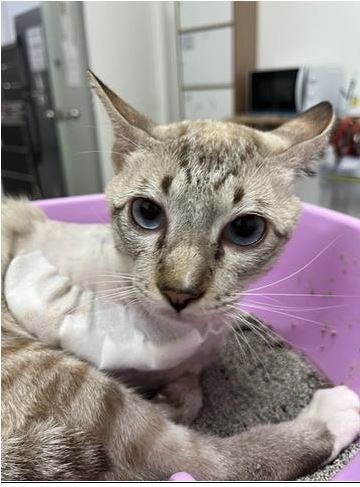 น้องทีเร็กซ์ ขาข้างที่ผ่าตัดกระดูกไปเป็นแผล และมีน้ำออกมาจากแผล น้องทีเร็กซ์ ขาข้างที่ผ่าตัดกระดูกไปเป็นแผล และมีน้ำออกมาจากแผล